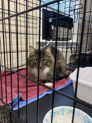 Shelter Stray Female Cat last seen Near Cat fish Lake Road, New Bern,, 1639 Old Airport Rd, New Bern, NC 28562, USA