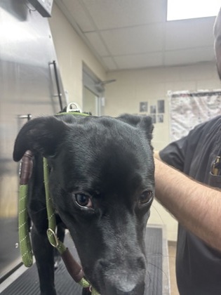 Shelter Stray Male Dog last seen Near Hawthorne Drive, North Charleston, SC, 2455 Remount Rd, North Charleston, SC 29406, USA