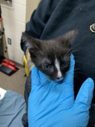 Shelter Stray Unknown Cat last seen Near Mulmar Street, City of Charleston, SC, 2455 Remount Rd, North Charleston, SC 29406, USA