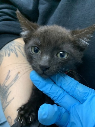 Shelter Stray Unknown Cat last seen Near Mulmar Street, City of Charleston, SC, 2455 Remount Rd, North Charleston, SC 29406, USA