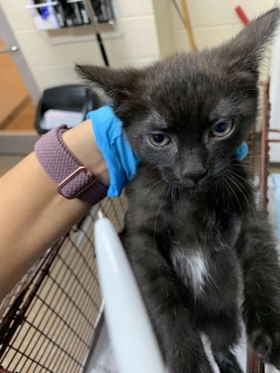 Shelter Stray Unknown Cat last seen Near Mulmar Street, City of Charleston, SC, 2455 Remount Rd, North Charleston, SC 29406, USA