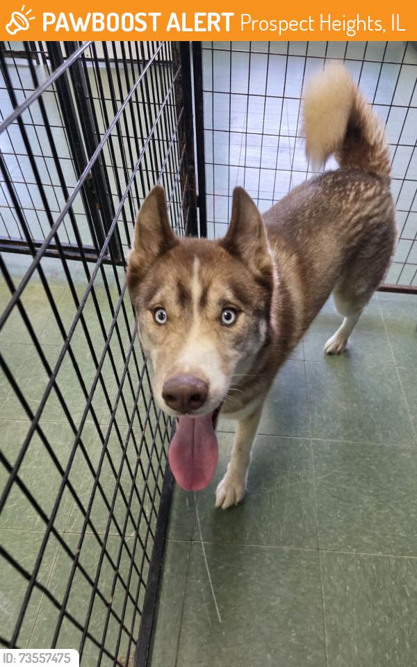 Found/Stray Male Dog last seen PROSPECT HEIGHTS, Prospect Heights, IL 60070