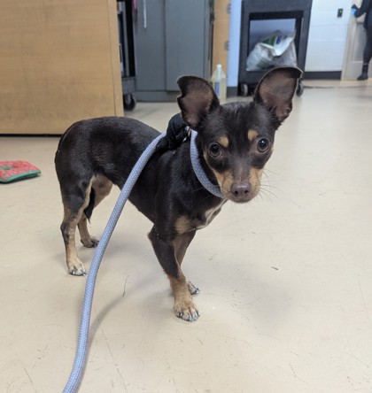 Shelter Stray Female Dog last seen Near Rockbridge Rd, LITHONIA, GA, 30058, 30058, GA, 3280 Chamblee Dunwoody Rd, Chamblee, GA 30341, USA
