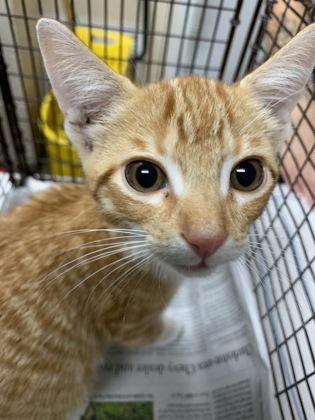 Shelter Stray Male Cat last seen Near Blue House Road, North Charleston, SC, 2455 Remount Rd, North Charleston, SC 29406, USA