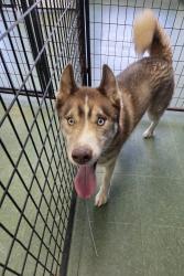 Found/Stray Male Dog last seen PROSPECT HEIGHTS, Prospect Heights, IL 60070