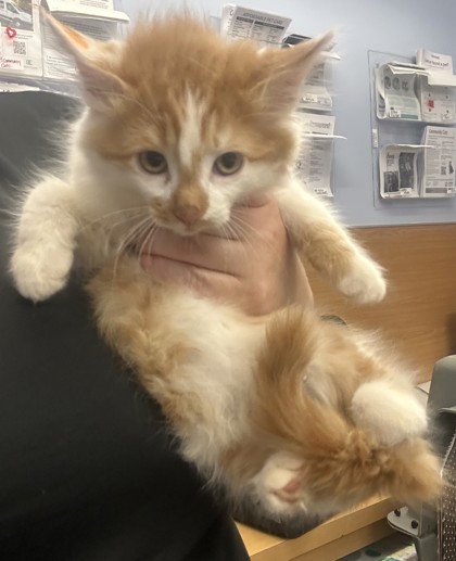 Shelter Stray Male Cat last seen Near Merry ln NE Atlanta, ga 30329, 30329, GA, 3280 Chamblee Dunwoody Rd, Chamblee, GA 30341, USA