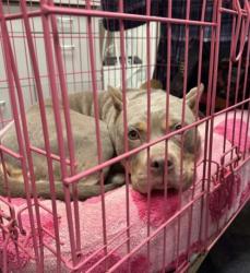 Shelter Stray Female Dog last seen Farm Rd (just outside HSMSC), Shelby County,, 935 Farm Rd, Memphis, TN 38134, USA