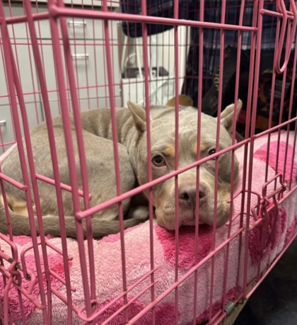 Shelter Stray Female Dog last seen Farm Rd (just outside HSMSC), Shelby County,, 935 Farm Rd, Memphis, TN 38134, USA