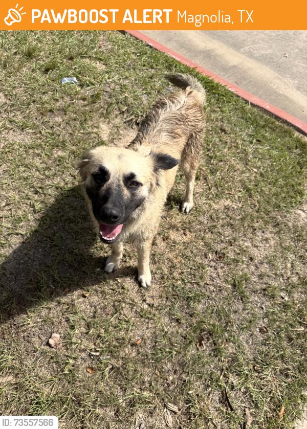 Found/Stray Unknown Dog last seen Magnolia Pharmacy Parking Lot, Magnolia, TX 77353