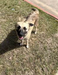 Found/Stray Unknown Dog last seen Magnolia Pharmacy Parking Lot, Magnolia, TX 77353