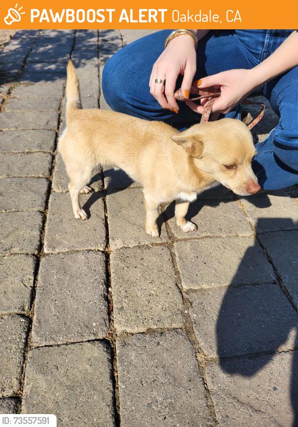 Found/Stray Unknown Dog last seen Crow Rd, Oakdale, CA 95361