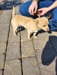 Found/Stray Unknown Dog last seen Crow Rd, Oakdale, CA 95361