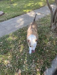 Reunited Female Dog last seen Arbor Trail, Garland, TX 75043