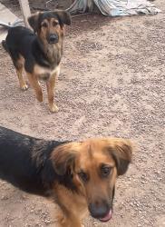 Lost Unknown Dog last seen Midvale park road/Irnvington road, Tucson, AZ 85746
