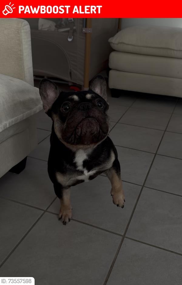 Lost Male Dog last seen Pierson st, Desert Hot Springs, CA 92240