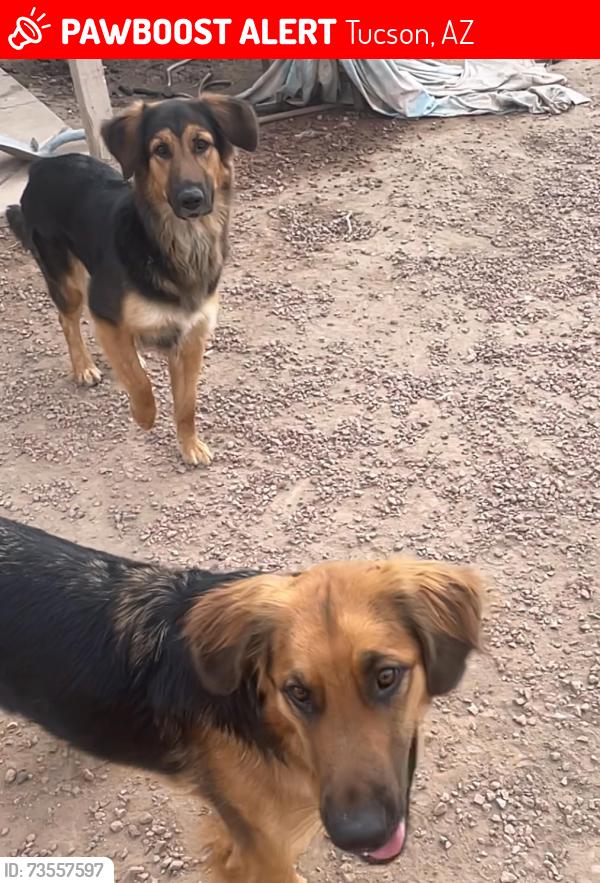 Lost Unknown Dog last seen Midvale park road/Irnvington road, Tucson, AZ 85746