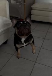 Lost Male Dog last seen Pierson st, Desert Hot Springs, CA 92240