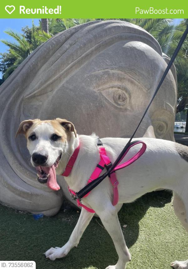 Reunited Female Dog last seen Michigan and Orange Avenue, Orlando, FL 32806