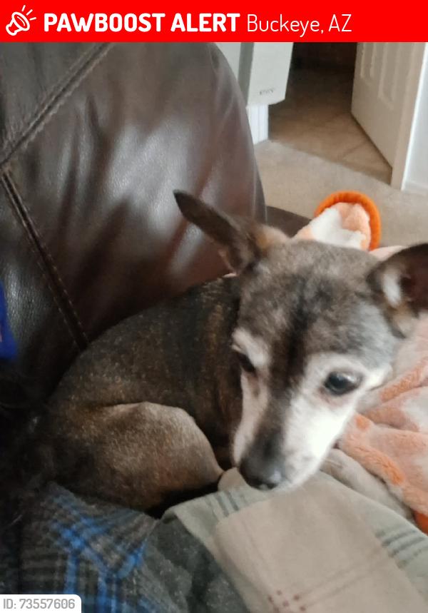 Lost Female Dog last seen Mc 85 and millsr, Buckeye, AZ 85236