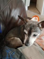 Lost Female Dog last seen Mc 85 and millsr, Buckeye, AZ 85236