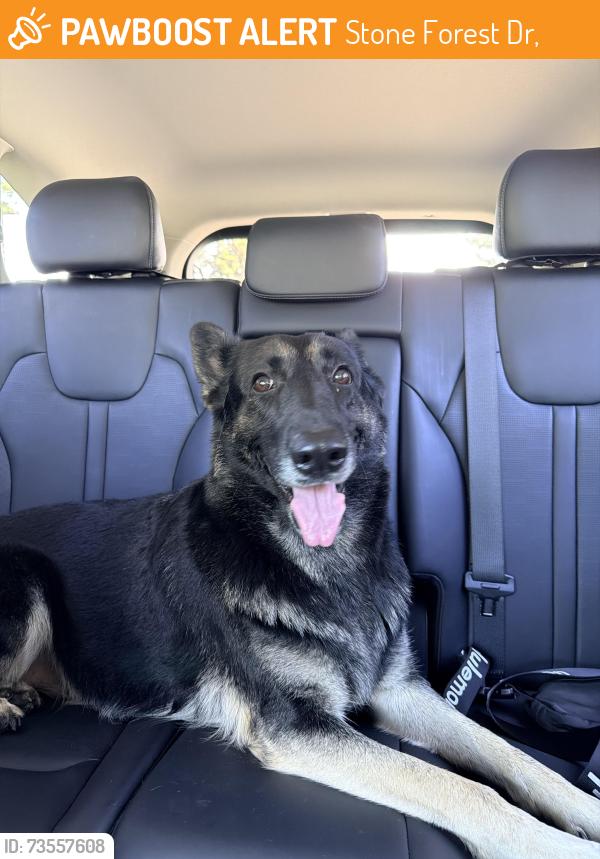 Found/Stray Female Dog last seen Stone Forest neighborhood, Stone Forest Dr,  77388