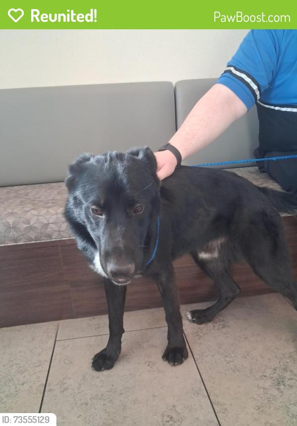 Reunited Male Dog last seen Lake mead and mohawk, Henderson, NV 89011