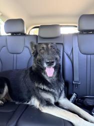Found/Stray Female Dog last seen Stone Forest neighborhood, Stone Forest Dr,  77388