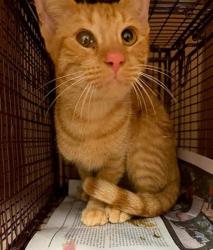 Shelter Stray Female Cat last seen Near DARRIN LN, DEL VALLE, TX, 78617, 7201 Levander Loop bldg a, Austin, TX 78702, USA