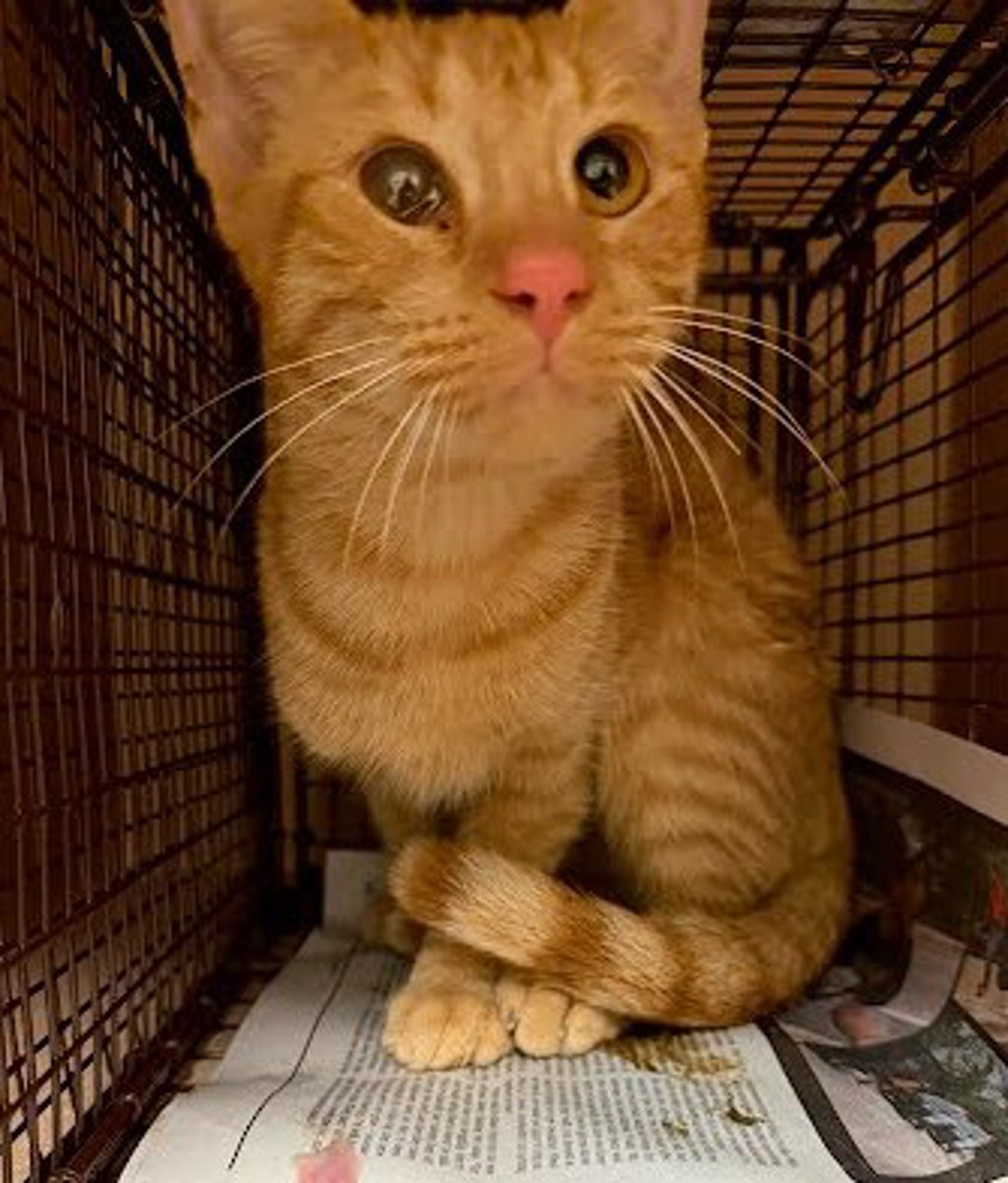 Shelter Stray Female Cat last seen Near DARRIN LN, DEL VALLE, TX, 78617, 7201 Levander Loop bldg a, Austin, TX 78702, USA