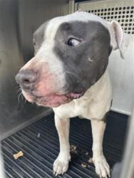 Shelter Stray Male Dog last seen Near Millhouse Drive, PFLUGERVILLE, TX, 78660, 7201 Levander Loop bldg a, Austin, TX 78702, USA