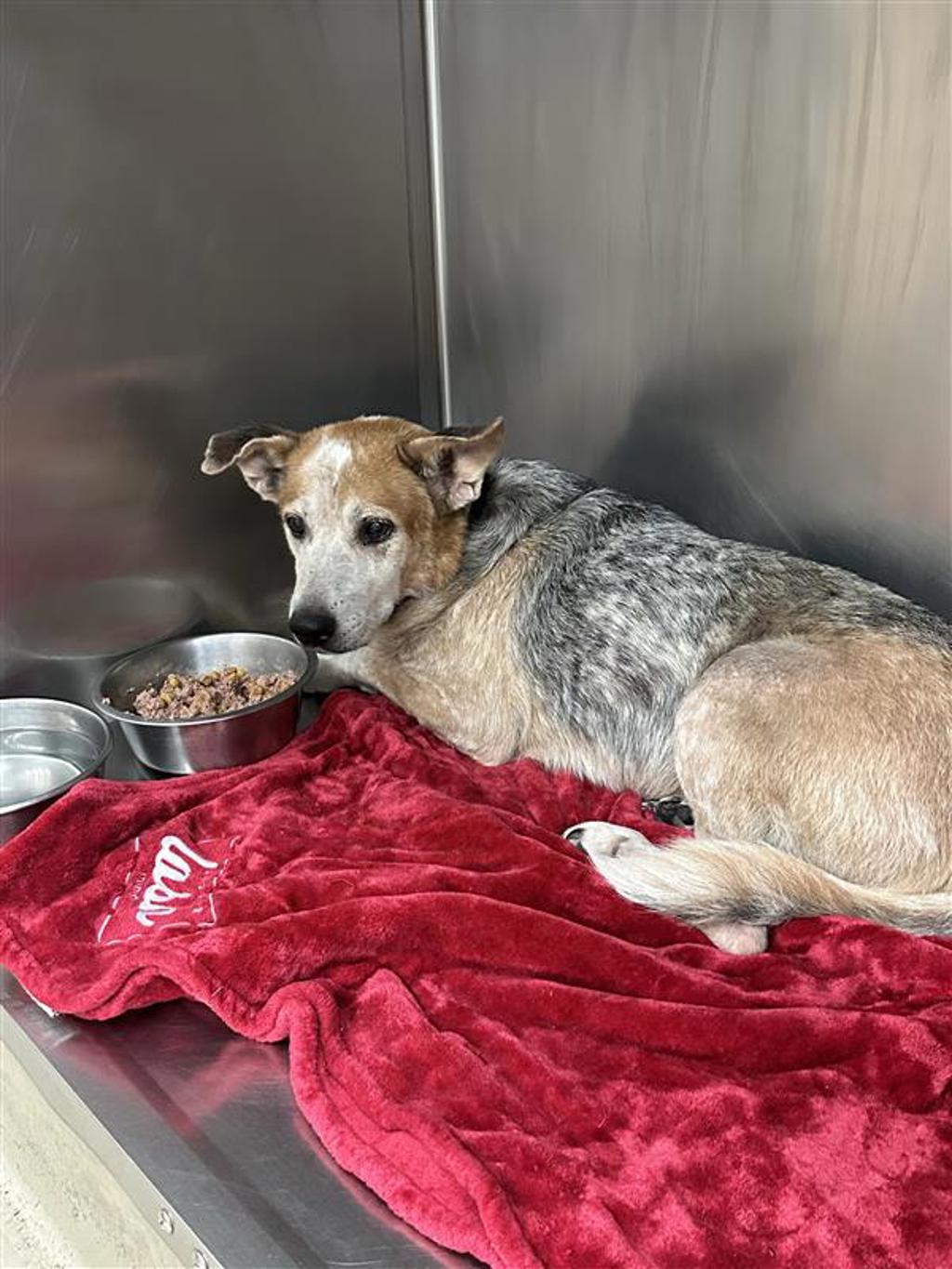Shelter Stray Male Dog last seen PFLUGERVILLE, TX, 78660, 7201 Levander Loop bldg a, Austin, TX 78702, USA