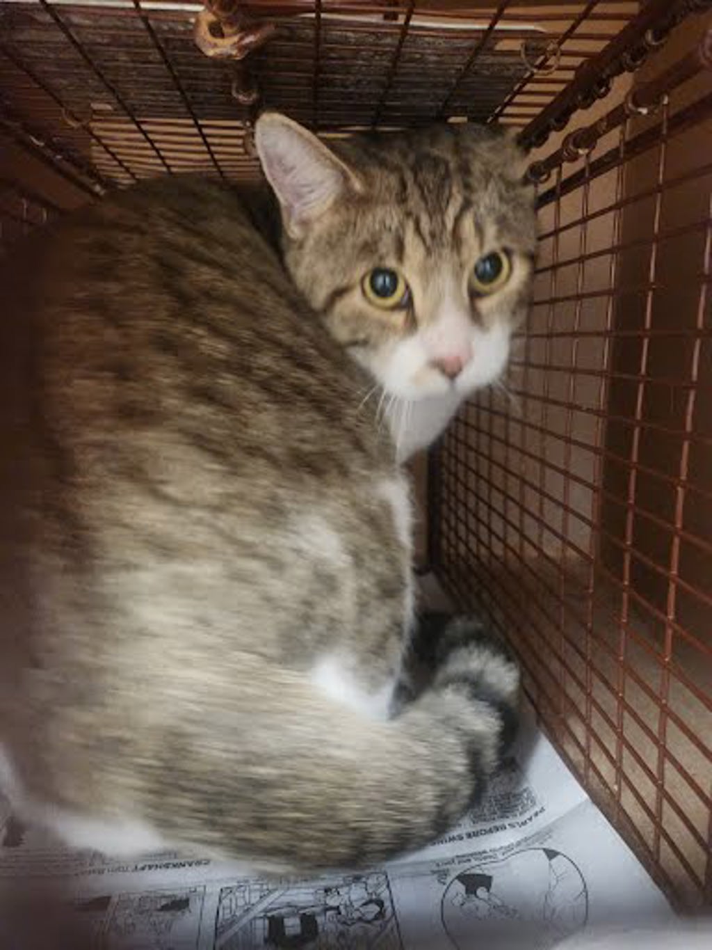 Shelter Stray Male Cat last seen Near Alcott Lane, AUSTIN, TX, 78748, 7201 Levander Loop bldg a, Austin, TX 78702, USA