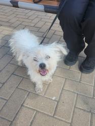 Shelter Stray Female Dog last seen Near Imperial Drive, AUSTIN, TX, 78725, 7201 Levander Loop bldg a, Austin, TX 78702, USA