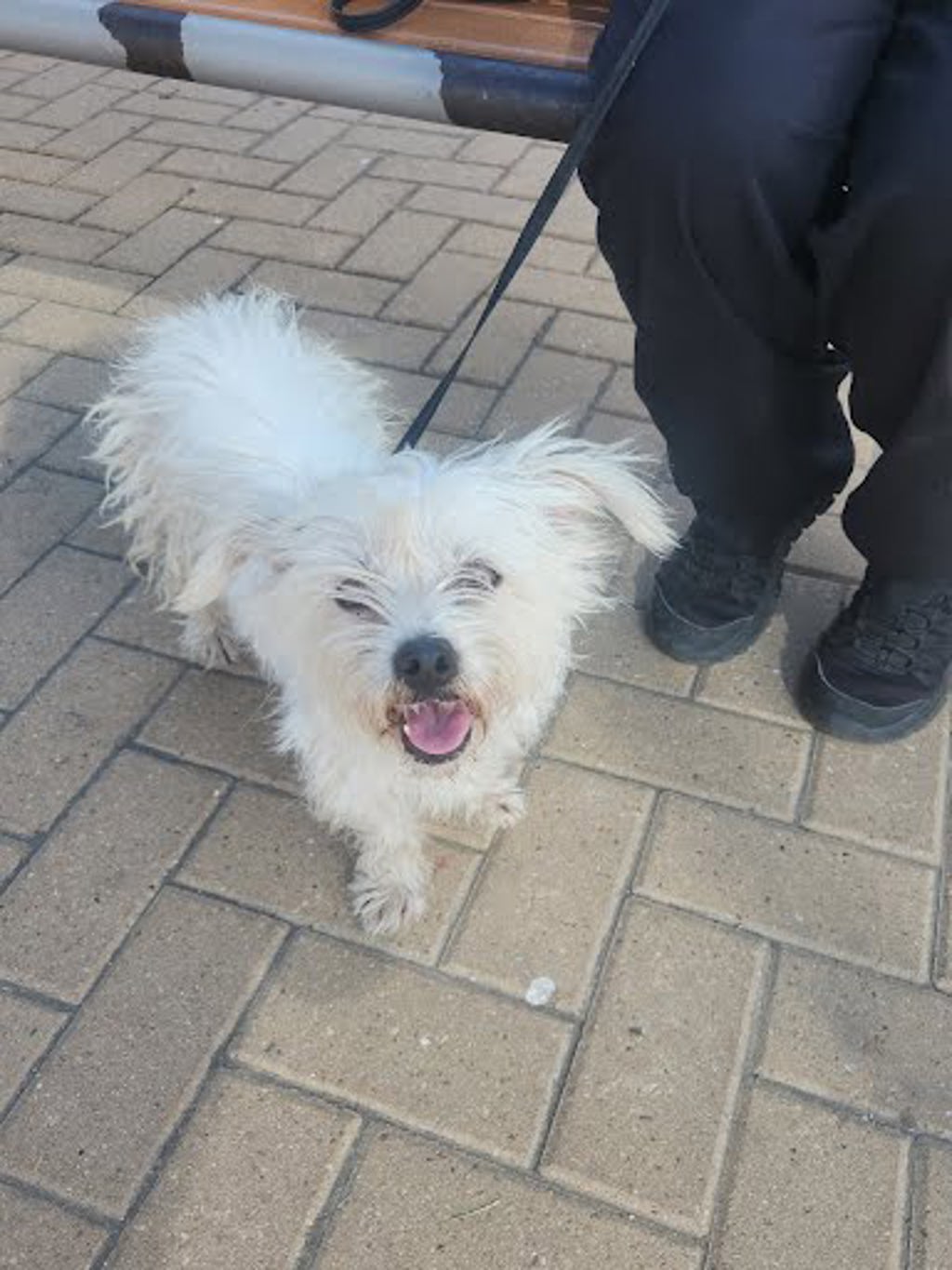 Shelter Stray Female Dog last seen Near Imperial Drive, AUSTIN, TX, 78725, 7201 Levander Loop bldg a, Austin, TX 78702, USA