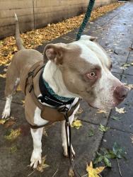 Shelter Stray Male Dog last seen SW 2nd/Main, OR, 1700 W Historic Columbia River Hwy, Troutdale, OR 97060, USA