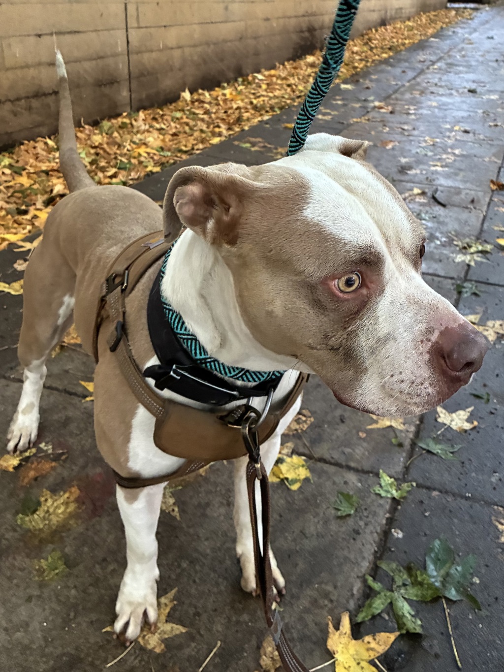 Shelter Stray Male Dog last seen SW 2nd/Main, OR, 1700 W Historic Columbia River Hwy, Troutdale, OR 97060, USA