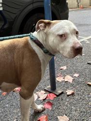 Shelter Stray Female Dog last seen SW 2nd/Main, OR, 1700 W Historic Columbia River Hwy, Troutdale, OR 97060, USA