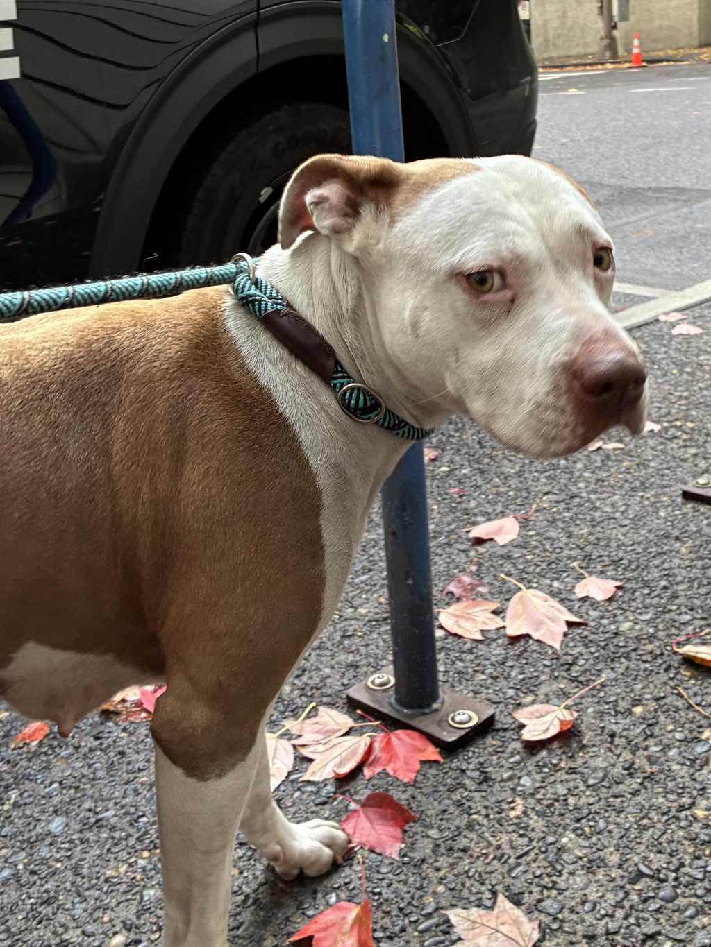 Shelter Stray Female Dog last seen SW 2nd/Main, OR, 1700 W Historic Columbia River Hwy, Troutdale, OR 97060, USA