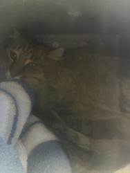 Shelter Stray Male Cat last seen Near S Balboa Drive, Midvale, UT, 84047, 511 W 3900 S, Salt Lake City, UT 84123, USA