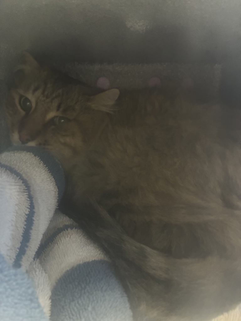 Shelter Stray Male Cat last seen Near S Balboa Drive, Midvale, UT, 84047, 511 W 3900 S, Salt Lake City, UT 84123, USA
