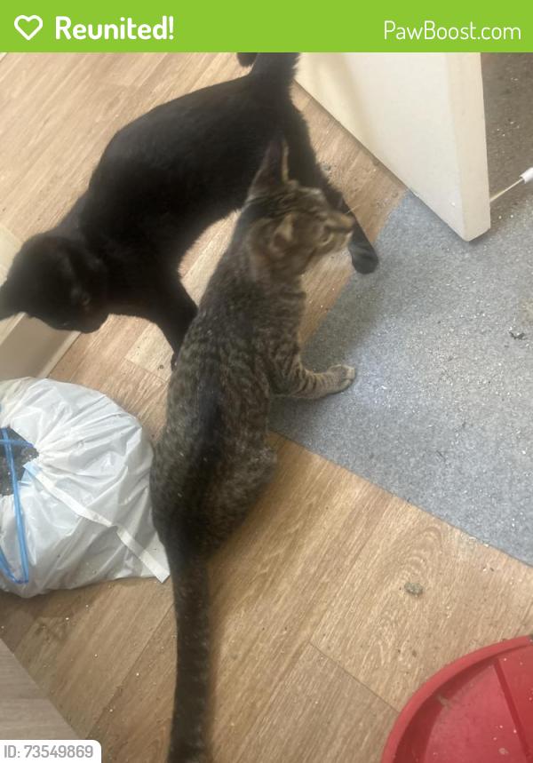 Reunited Male Cat last seen Wilakenzie, Eugene, OR 97401