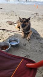 Lost Male Dog last seen Keygate Dr and Glenbranch Dr, Dove Meadows, TX 77388