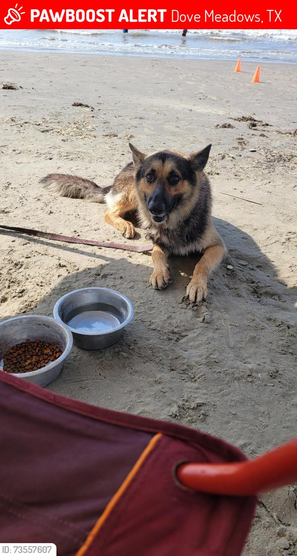 Lost Male Dog last seen Keygate Dr and Glenbranch Dr, Dove Meadows, TX 77388