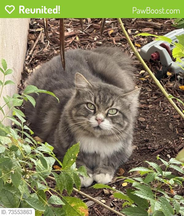 Reunited Unknown Cat last seen Hillcrest, Longridge Drive, San Antonio TX, Del City, OK 73115