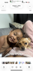 Lost Female Dog last seen Walnut and Audelia, Dallas, TX 75243