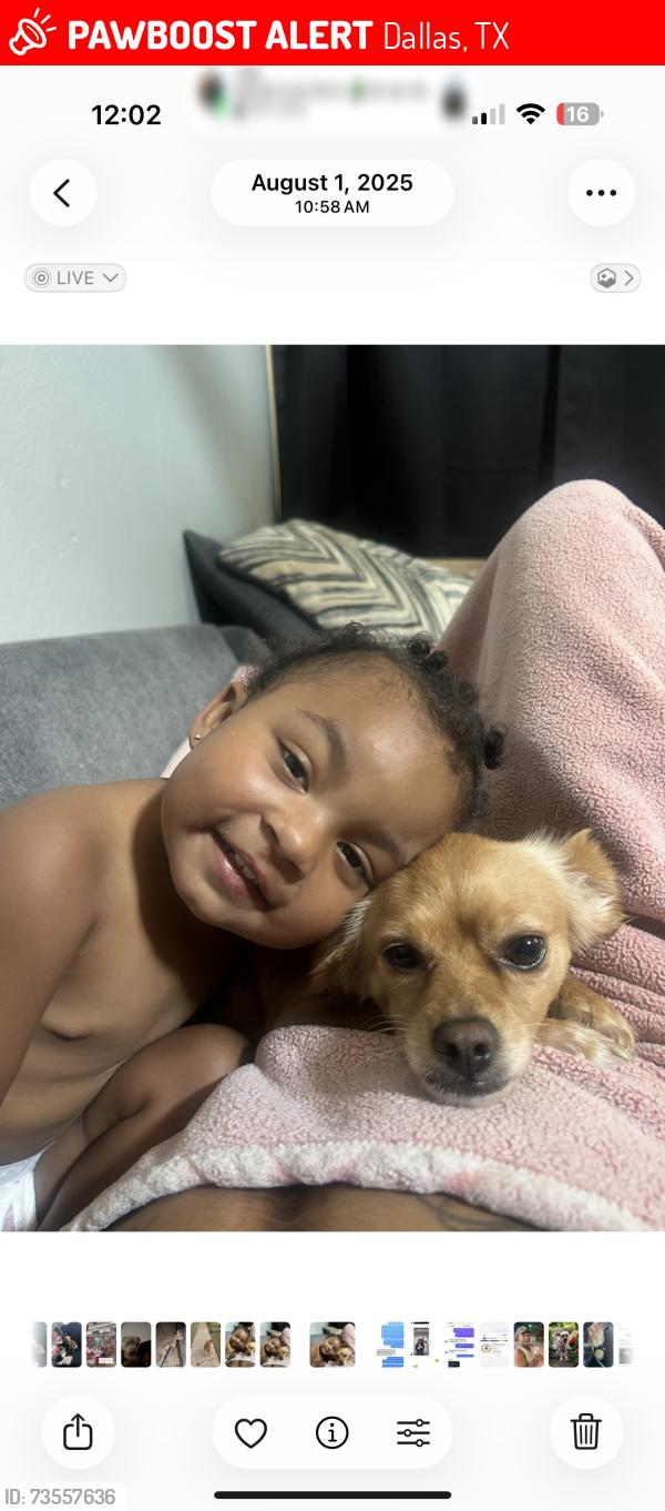 Lost Female Dog last seen Walnut and Audelia, Dallas, TX 75243