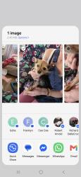 Lost Female Dog last seen Spring lake road, Waterbury, CT 06706