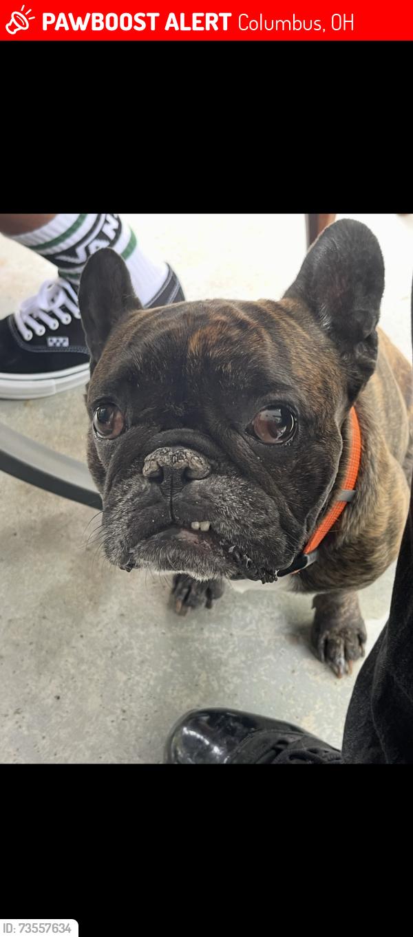 Lost Male Dog last seen Near Laguna Dr. Columbus, OH 43232 United States, Columbus, OH 43232