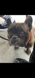 Lost Male Dog last seen Near Laguna Dr. Columbus, OH 43232 United States, Columbus, OH 43232