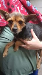 Found/Stray Female Dog last seen SE 15th street and Philips, Oklahoma City, OK 73129